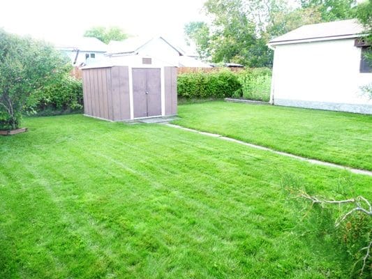 A backyard with grass and a shed.