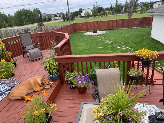 A dog is laying on a wooden deck with potted plants.