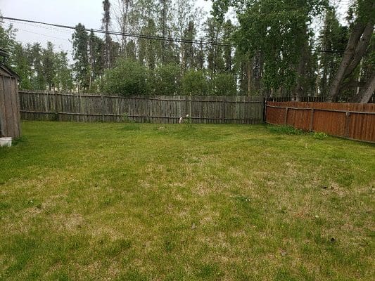 A backyard with grass and a fence.