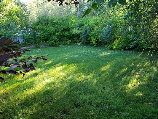 A grassy yard with trees in the background.