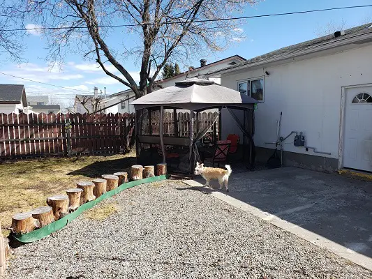 A dog is standing in front of a yard with a gazebo.