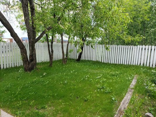 A yard with a white picket fence and grass.