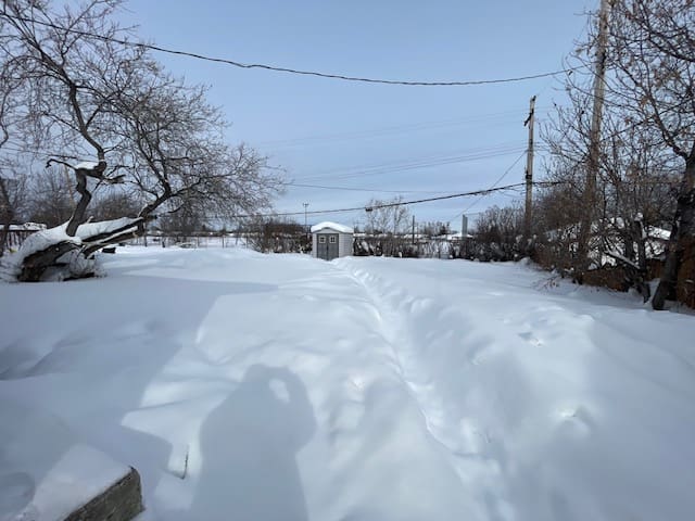 Snowy backyard with shed and trees.