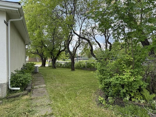 Side yard with trees and green grass.
