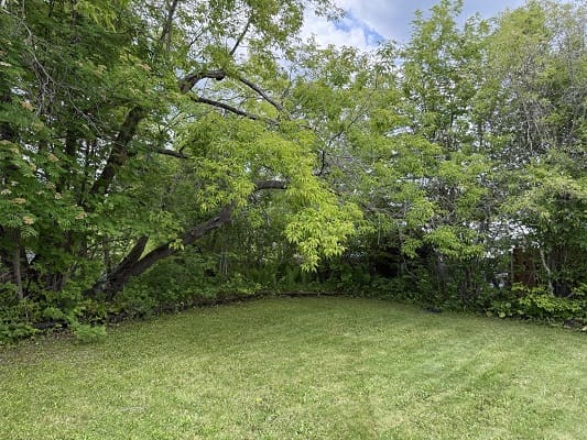 Green garden with lush trees and grass.