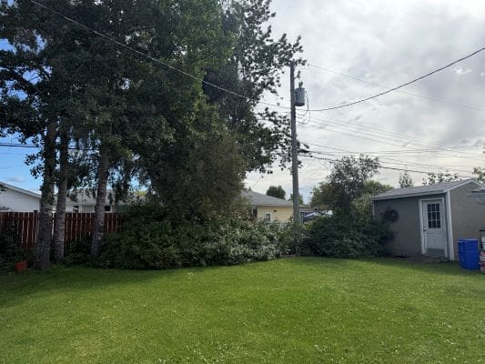 Fallen tree branches in residential backyard.