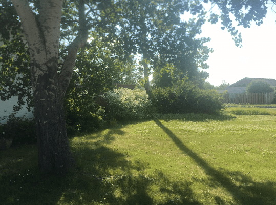 Sunny garden with tree and bushes.