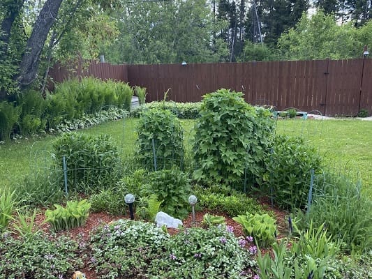 Lush garden with various green plants.