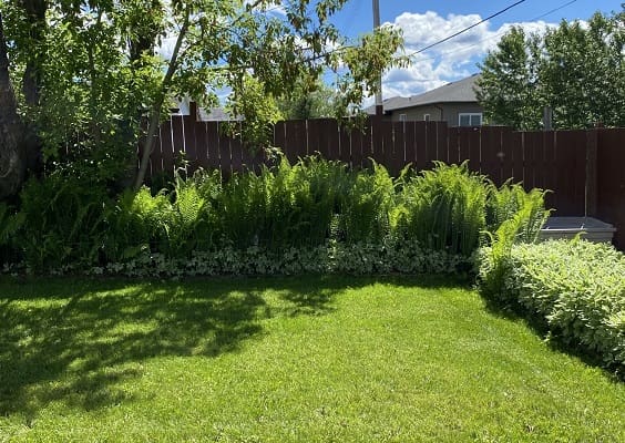 Sunny backyard with lush green ferns.