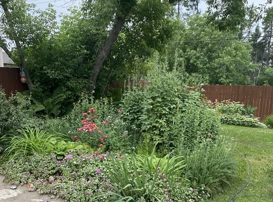 Lush garden with various green plants.