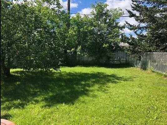 Sunny backyard with trees and green grass.