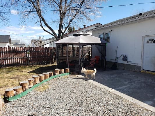 Backyard with gazebo and small dog outside.