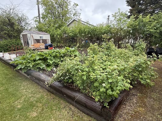 Lush garden with raised beds and shed.