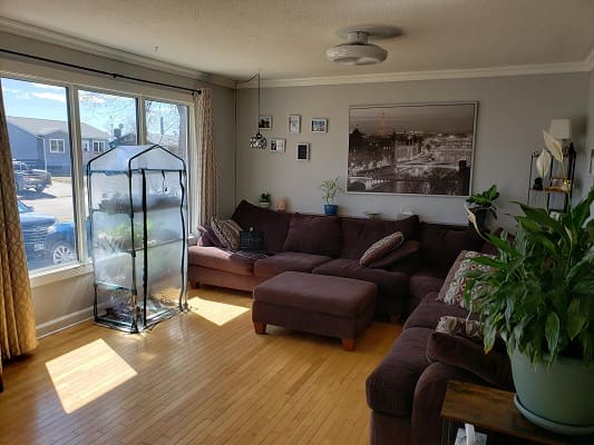 Bright living room with plants and couch.
